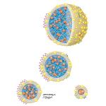 Lipoprotein Structure and Function