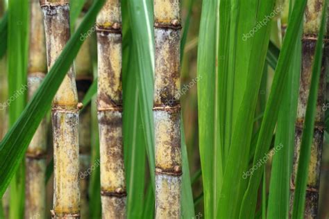 Primer plano de la planta de caña de azúcar fotografía de stock