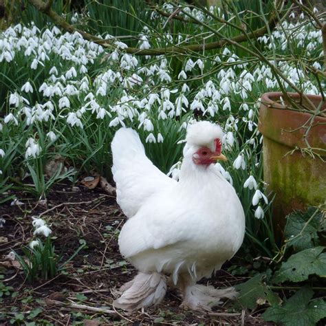 Burmese Bantam Chicken Breed Info Chicken Chicks Info