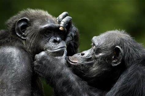 Les Femelles Chimpanzés S Accouplent En Silence