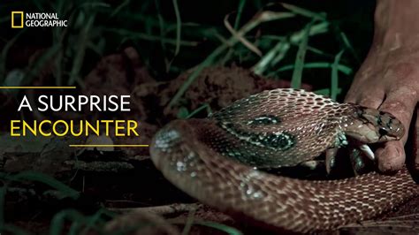 A Surprise Encounter Snakes Sos Goa S Wildest National Geographic