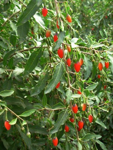 Lycium Barbarum Goji Berry Seeds Onszaden