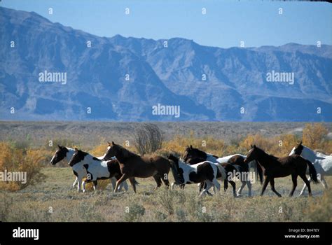 horses wild horses herd mustang Nevada USA United States America Stock ...