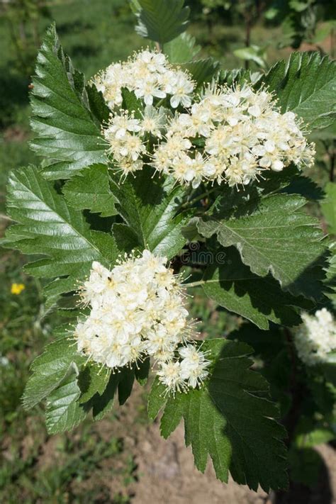 White Flowers of Sorbus Aria Stock Photo - Image of beautiful, green: 145209802