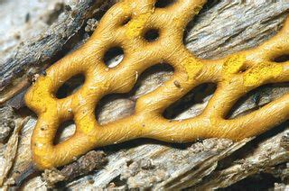 Eumycetozoa Slime Molds True Slime Molds Slime Moulds Slime