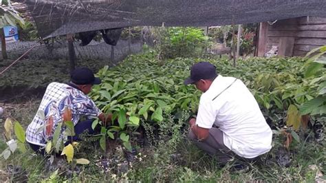 Dinas Pertanian Verifikasi Lahan Kakao Di Luwu Timur Warta Lutim