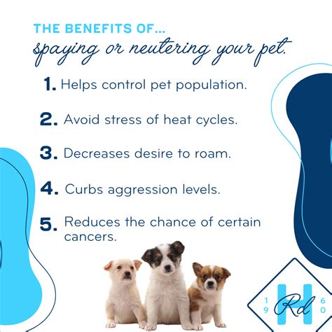 Benefits Of Spaying Or Neutering Your Pet Vet In St Pete