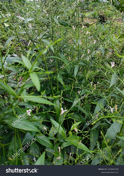 Photo Andrographis Paniculata Plant Called Sambiloto Stock Photo