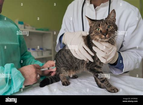 Veterinary Team For Treating Sick Cats Maintain Animal Health Concept