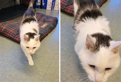 Le Chat De Ans A Trouv Un Nouveau Foyer Avec La Femme De Ans