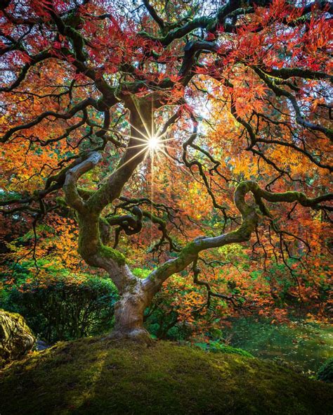 Fall colours in Japanese Garden, Portland, Oregon : r/interestingasfuck