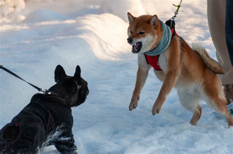 Leash Reactivity Part 2 All Dogs Gym