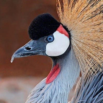 East African Crowned Crane - Denver Zoo