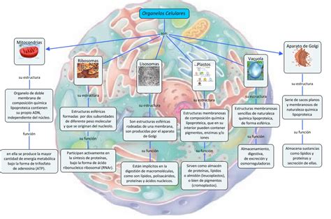 Organelos Celulares Apunte
