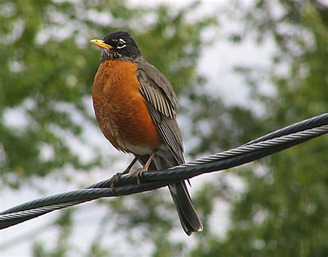 Robin Redbreast