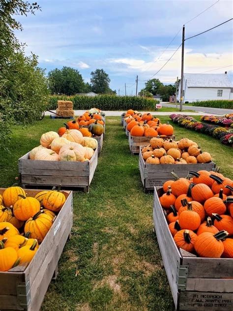 Pin On F A R M In 2024 Pumpkin Patch Farm Pumpkin Farm Pumpkin Patch Business