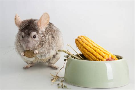 Best Chinchilla Cage Setup 2021: What's Indispensable In The Chinchilla ...