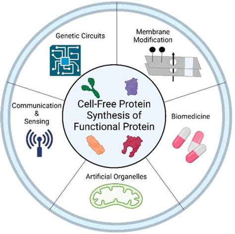 Advancing Biomimetic Functions Of Synthetic Cells Through