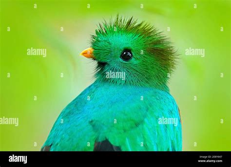 Resplendent Quetzal Pharomachrus Mocinno From Savegre In Costa Rica