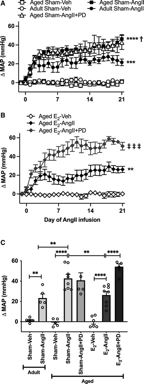 In Aged Females The Enhanced Pressor Response To Angiotensin Ii Is