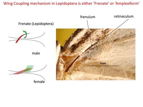 Lepidoptera