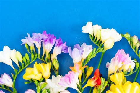 Fresh Freesia Flowers Stock Image Image Of Design Beautiful