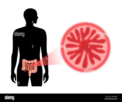 Small intestine anatomy, illustration Stock Photo - Alamy