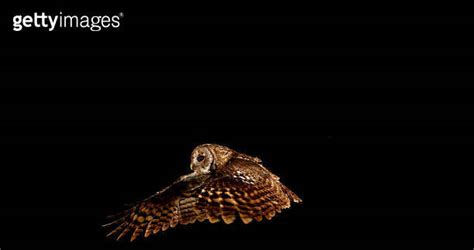 Eurasian Tawny Owl strix aluco Adult in Flight Normandy 이미지