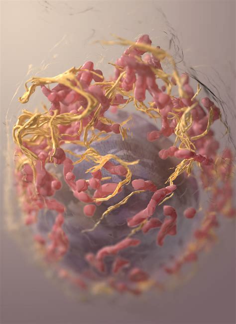 3D Structure Of Melanoma Cell 3D Structure Of A Melanoma C Flickr