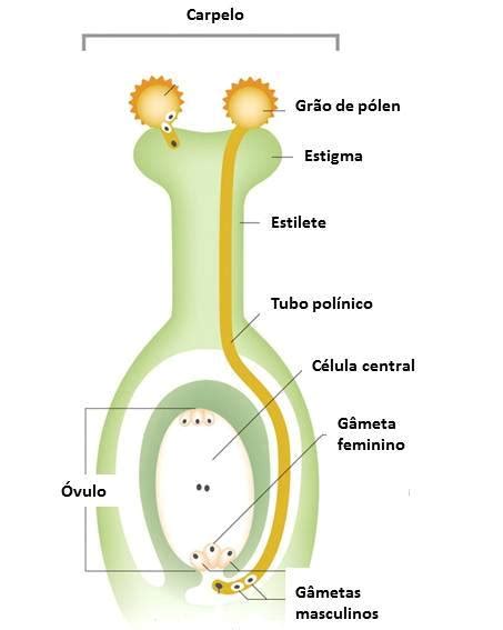 Anatomia E Fisiologia Da Reprodução Em Angiospermas Biota Do Futuro