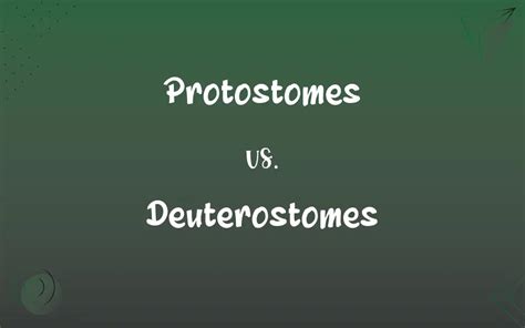 Protostomes Vs Deuterostomes What’s The Difference