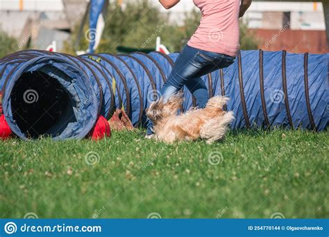 Dog in Agility Competition Set Up in Green Grassy Park Stock Photo - Image of playful, outdoors ...