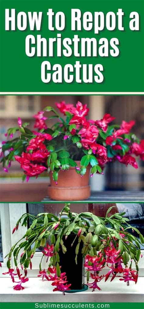 How To Repot A Christmas Cactus Christmas Cactus Flower Christmas Cactus Plant Christmas Cactus