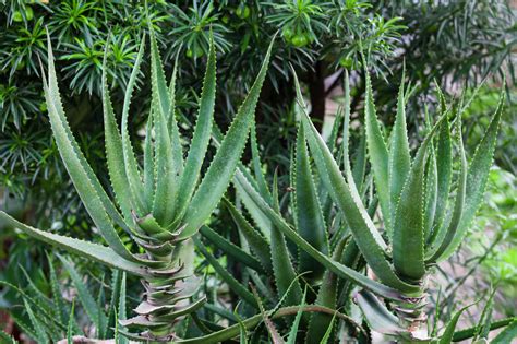 Aloe Arborescens