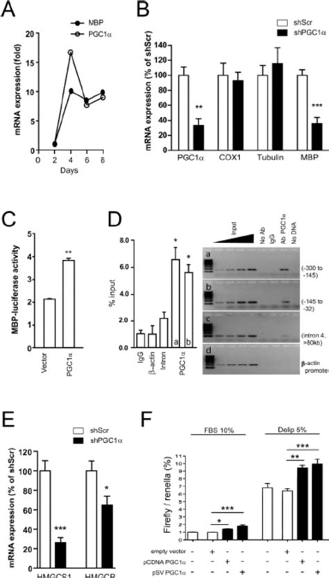 Pgc Regulates Mbp Expression And Cholesterol Synthesis A In Primary