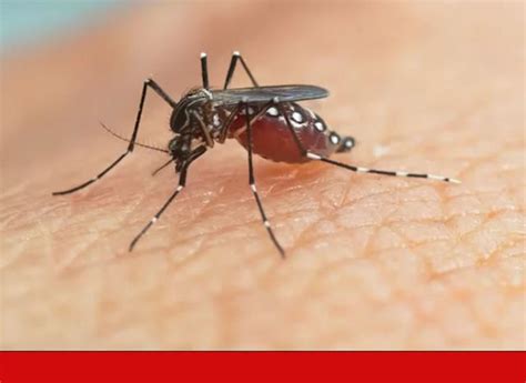 Aedes Aegypti Saiba Mais Sobre O Mosquito Transmissor Da Dengue