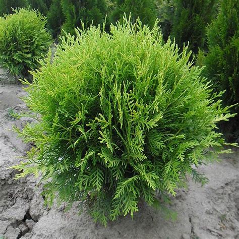 Thuja Occidentalis ‘globosa Szkółka Roślin Ozdobnych Niemczyk