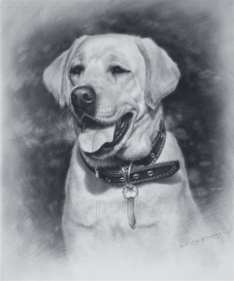 Realistic Dog Drawing at PaintingValley.com | Explore collection of ...