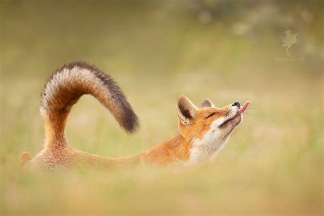 Roeselien Raimond Nature Photography Specialised In Fox Photography