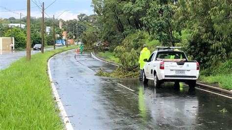 Tempestade De Granizo Derruba árvores Em Araraquara Acidade On Araraquara