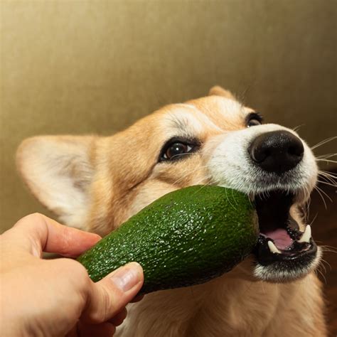 Seu Cachorro Pode Comer Abacate Entenda Quais S O Os Riscos