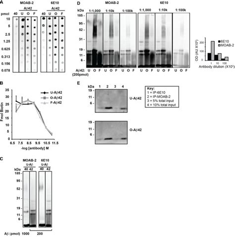 Moab 2 Detects Multiple Aβ Conformations At Low Antibody Download