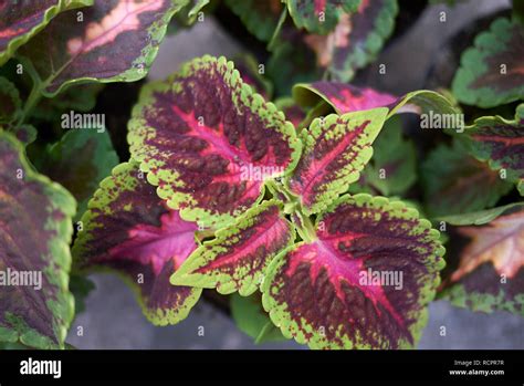 Coleus Blumei Leaves Stock Photo Alamy