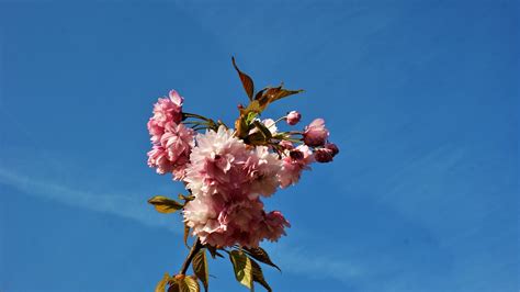 Prunus Pink Blossom - Free photo on Pixabay - Pixabay