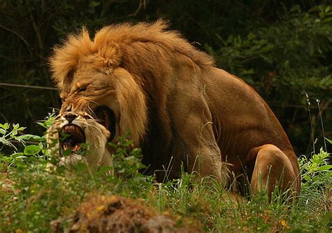 Mating Call - Lions in Heat by kijani-lion on DeviantArt