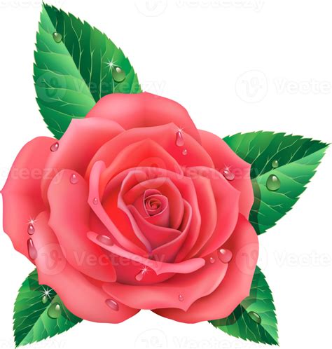 Rose Flower Illustration 18923356 Png