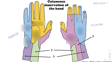 Cutaneous Innervation Of Hand Diagram Quizlet