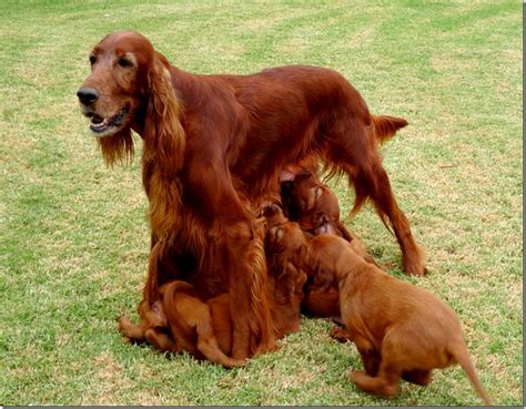 Photo Of The Week As At May Irish Setters Australia