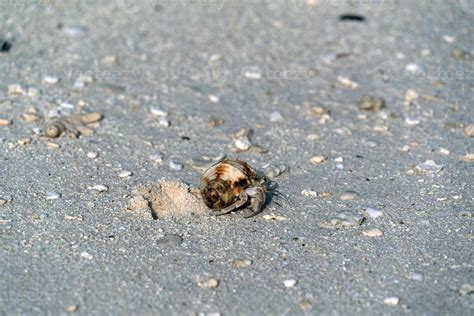 Hermit Crab On White Sand Tropical Paradise Beach Stock Photo