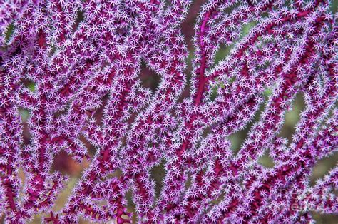 Gorgonian Polyps 3 By Georgette Douwmascience Photo Library